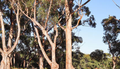 eucalyptus trees in morning sunlight
