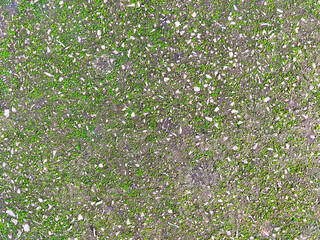 moss and cement texture background