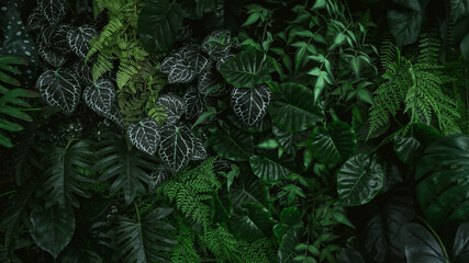 Naklejka na ściany i meble Creative nature green background, tropical leaf banner or floral jungle pattern concept. 