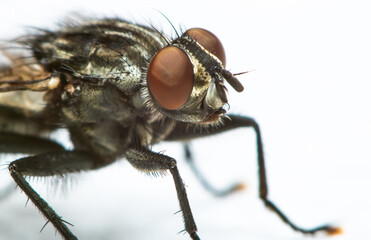 Macro photography of a flesh fly