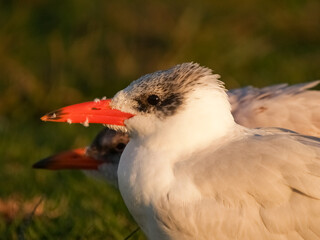 Young Caspian tern closeup in morning sun