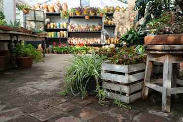 Fototapeta na wymiar Large assortment of pot-plants and different-size pots for home interior and stylish decor in flower shop. Green plants with lush leaves put out for sale illuminated by bright sunlight from window