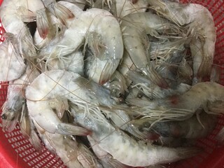새우, prawn, shrimp