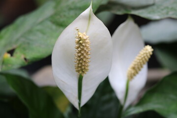 Spathiphyllum kochii or peace lily plant with blur background. Beautiful natural wallpaper
