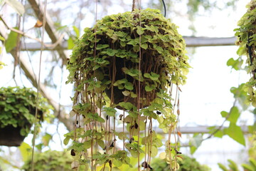 hanging ornamental plants to decorate the garden area