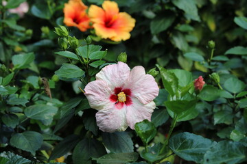 Hibiscus rosa-sinensis, Malvaceae. Beautiful flowers decorate the yard of the house. Beautiful...