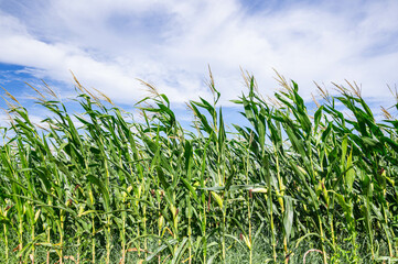 風になびくデントコーン