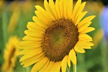 元気！真夏のひまわり