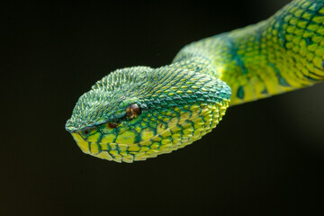 close up of bornean keeled green pit viper snake with black background 