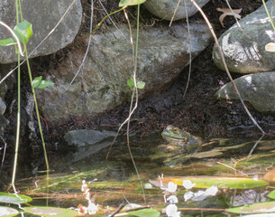Green pond frog near some rocks