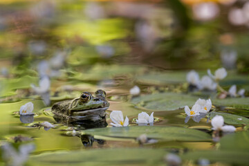 Green pond frogs