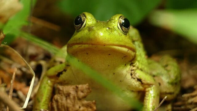 A close up of a bullfrog breathing by convulsing movement  of its throat
