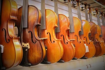 Violins on wall in music store