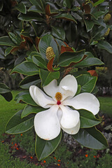 Flower and leaves of the southern magnolia vertical © sbgoodwin
