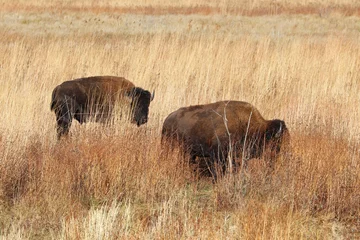 Poster Two American bison in northwest Indiana © sbgoodwin