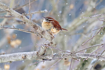 Carolina wren (Thryothorus ludovicianus) in winter