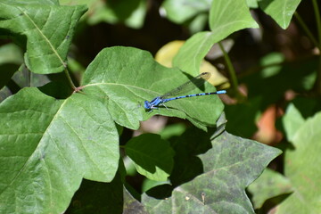 blue dragonfly on a green leaf
