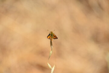 Butterfly in the grass