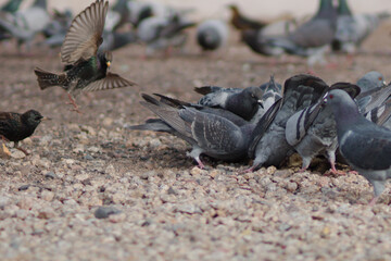 Dinner time for the pigeons in Scottsdale, Arizona. 