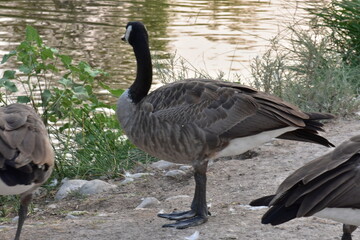 country goose on the water
