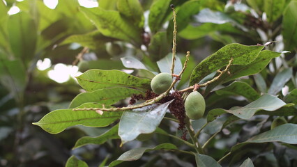 Mango tree that is bearing small fruit