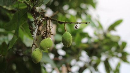 Mango tree that is bearing small fruit