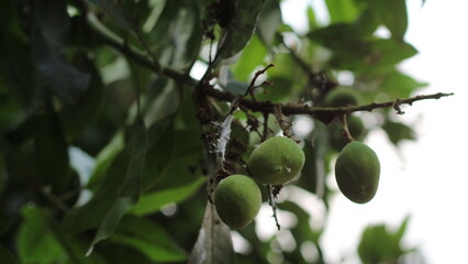 Mango tree that is bearing small fruit