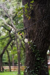 String Light Tree