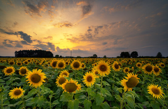 Beautiful sunset over sunflowers field