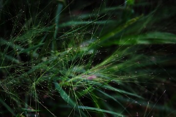 Grass Seed