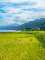 Rice paddies and seascapes in summer in Hualien, Taiwan.