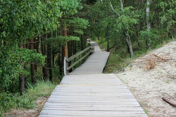 path among the trees lined with wooden planks
