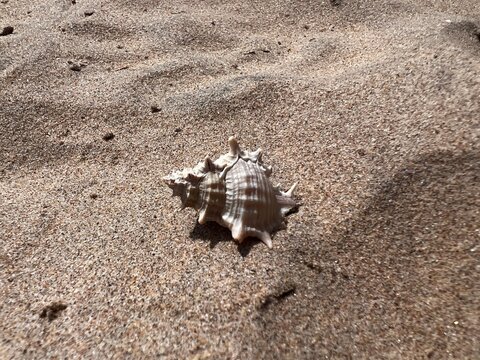 shell on sand