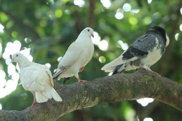 a flock of doves perched on a tree branch