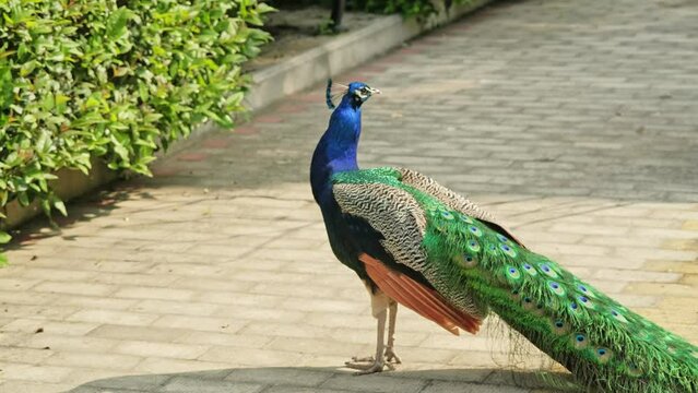 A beautiful peacock in an aviary