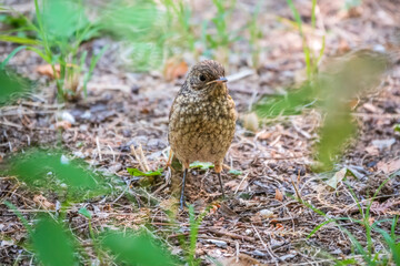 The common redstart, Phoenicurus phoenicurus, young bird, is sitting on a ground against a blurred background.
