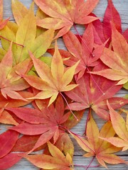 가을 자연 단풍잎 배경
