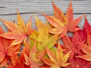 가을 자연 단풍잎 배경