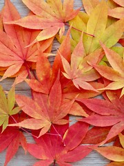 가을 자연 단풍잎 배경