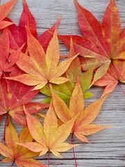 가을 자연 단풍잎 배경