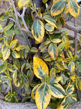 Euonymus fortunei with green-yellow leaves