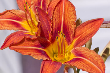 Orange Lily in a Garden