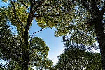 open view of the sky through green trees in the city park sunlight day time.