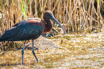 The glossy ibis, latin name Plegadis falcinellus, searching for food in the shallow lagoon.