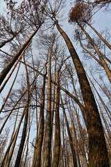 Incendio Sierra de la Culebra 