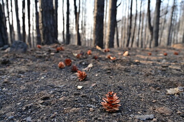 Obraz premium Incendio Sierra de la Culebra 