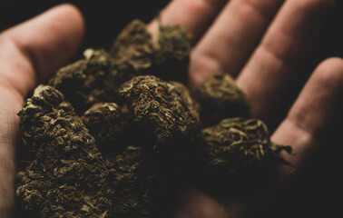 Macro close up portrait of Cannabis Marijuana Dry Buds,  selective focus