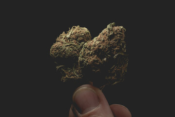 Macro close up portrait of Cannabis Marijuana Dry Buds,  selective focus