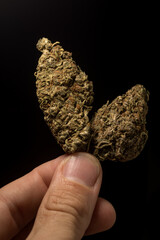 Macro close up portrait of Cannabis Marijuana Dry Buds,  selective focus