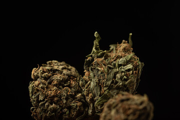 Macro close up portrait of Cannabis Marijuana Dry Buds,  selective focus